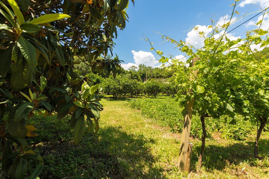Konavle Apartments Zlatovisce Gruda Bagian luar foto